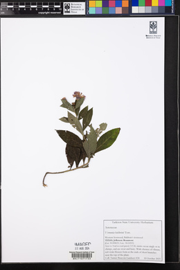 Vernonia baldwinii image