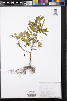Emblica urinaria image