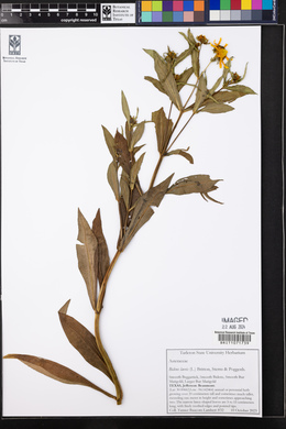 Bidens laevis image