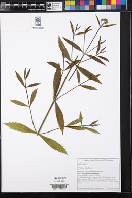 Verbena brasiliensis image