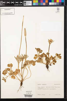 Anemone berlandieri image