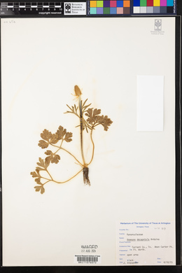 Anemone berlandieri image