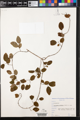 Berchemia scandens image