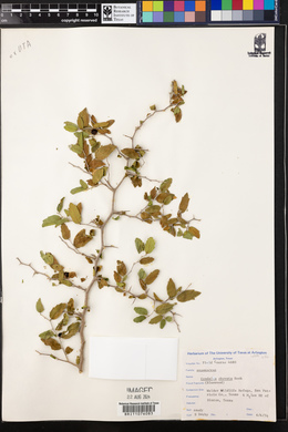 Condalia obovata image