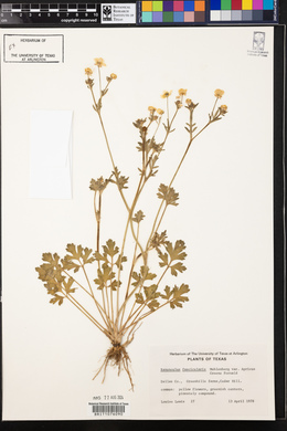 Ranunculus fascicularis image