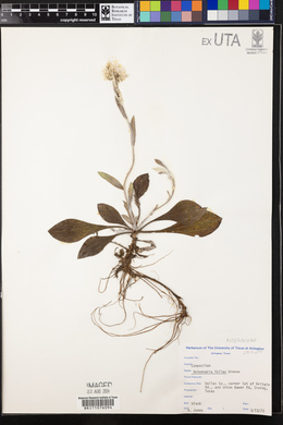 Antennaria fallax image