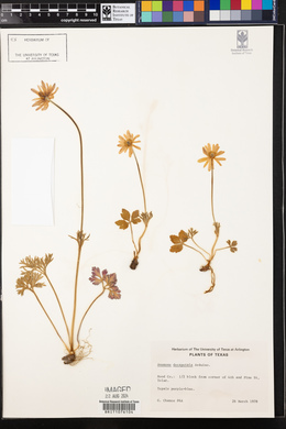Anemone berlandieri image