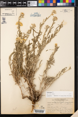 Psilostrophe gnaphalodes image