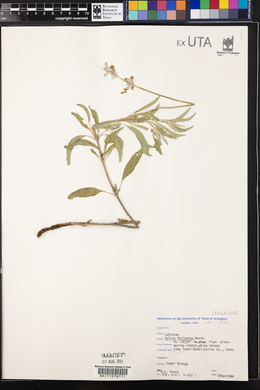 Salvia farinacea image