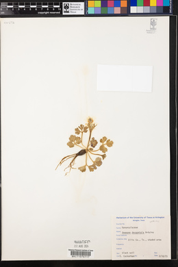 Anemone berlandieri image