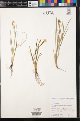 Sisyrinchium pruinosum image