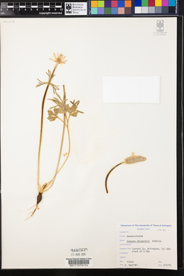 Anemone berlandieri image