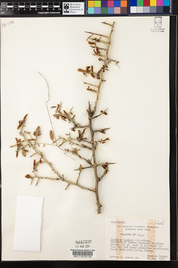 Condalia hookeri image