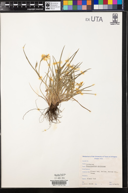 Sisyrinchium pruinosum image