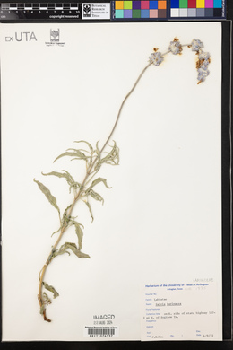Salvia farinacea image