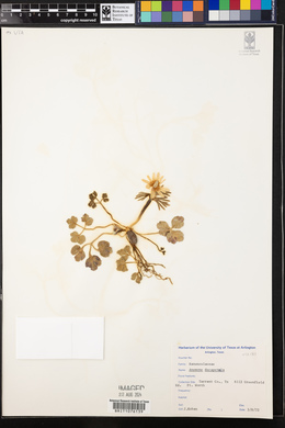 Anemone berlandieri image