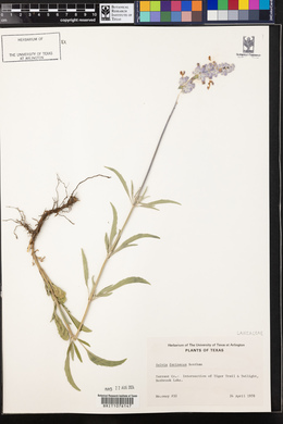 Salvia farinacea image