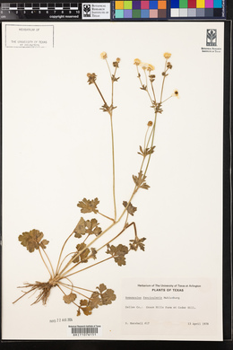 Ranunculus fascicularis image