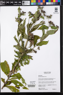 Vernonia baldwinii image