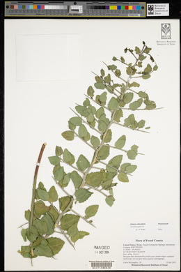 Sarcomphalus obtusifolius image