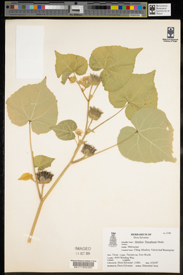 Abutilon theophrasti image