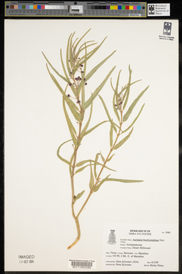 Asclepias brachystephana image