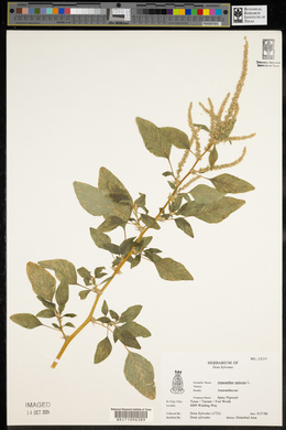 Amaranthus spinosus image