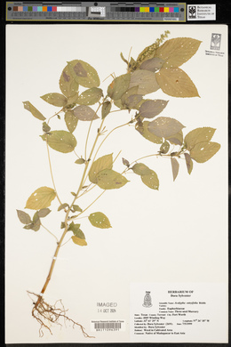 Acalypha ostryifolia image