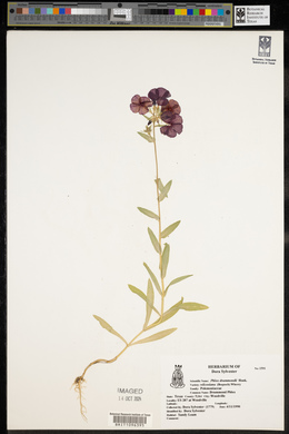 Phlox drummondii image