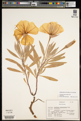 Oenothera macrocarpa image