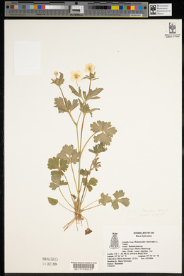 Ranunculus muricatus image