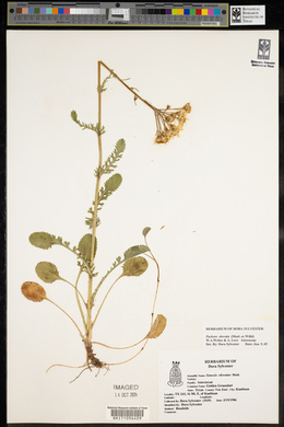 Packera obovata image
