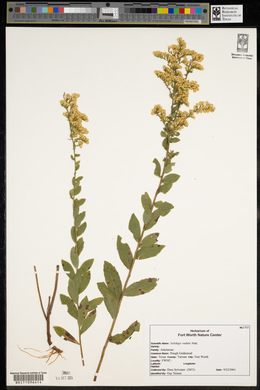 Solidago radula image
