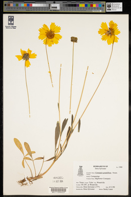 Coreopsis grandiflora image