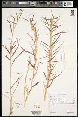 Bothriochloa laguroides image