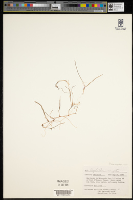 Halodule wrightii image