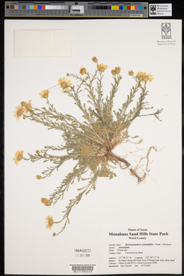 Xanthisma spinulosum image