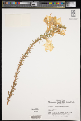 Oenothera rhombipetala image