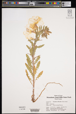 Oenothera albicaulis image