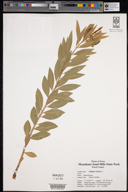 Stillingia sylvatica image
