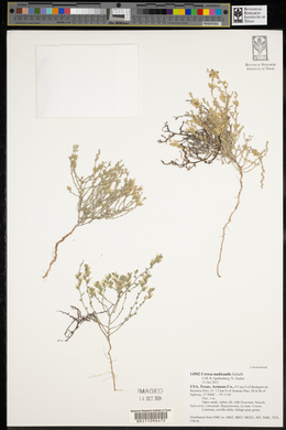 Cressa nudicaulis image