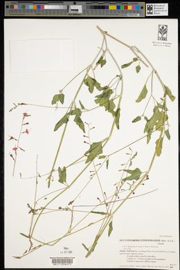 Cyphomeris gypsophiloides image