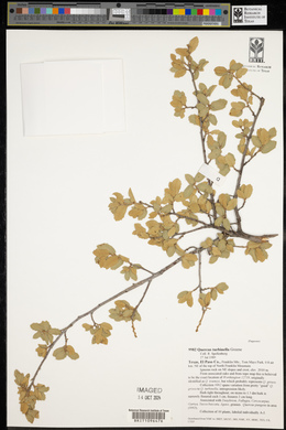 Quercus turbinella image