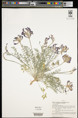 Astragalus waterfallii image