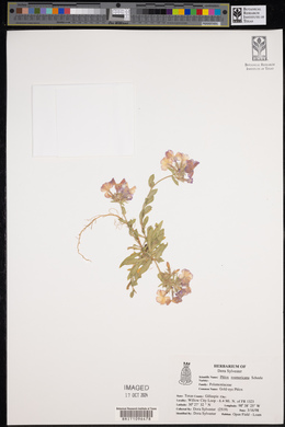Phlox roemeriana image