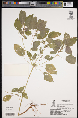 Acalypha ostryifolia image