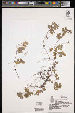 Oxalis corniculata image