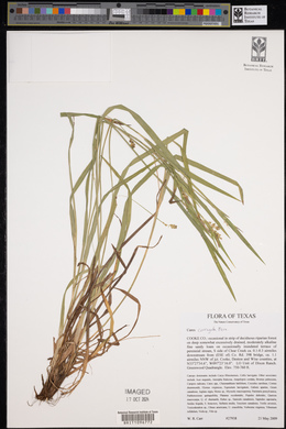 Carex corrugata image