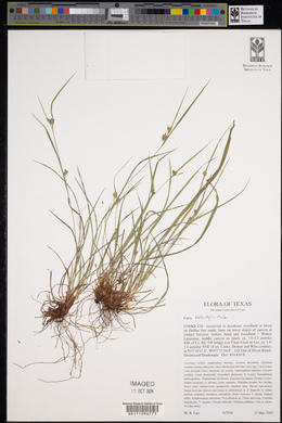 Carex bulbostylis image