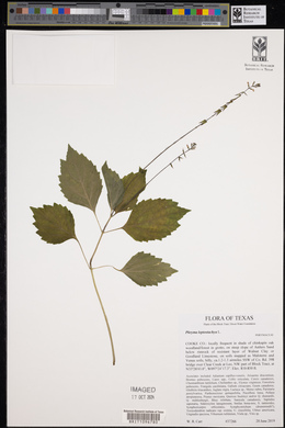 Phryma leptostachya image